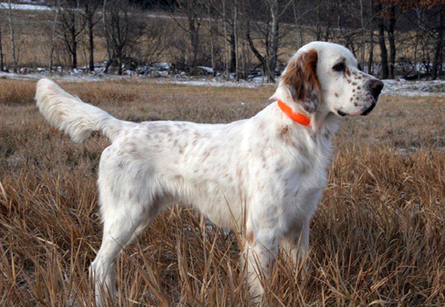Good Go Ing English Setters Classic Dog Line